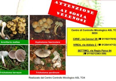 Raccolta di funghi e consumo in sicurezza. La certificazione del micologo prima del consumo.