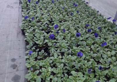Crescentino, venerdì in piazza Caretto le violette del Calamandrei e il Rotaract per un nobile progetto