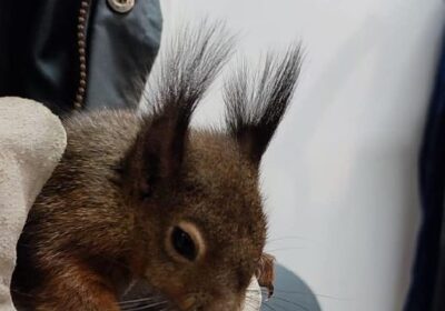 Curiosità: raro esemplare di scoiattolo rosso soccorso e salvato in provincia di Mantova