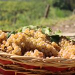 Erbaluce vitigno dell’anno per il Piemonte. L’annuncio di Protopapa, la soddisfazione di Andrea Cane
