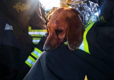 Vercelli, cane salvato dai vigili del fuoco perché finito in una tuvazione