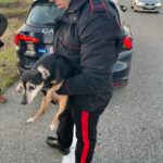 Quinto Vercellese, una bella notizia: signora  anziana perde la cagnolina ritrovata dai carabinieri