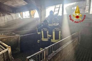 Lamporo, incendio in una stalla: alcuni maialini rimangono carbonizzati