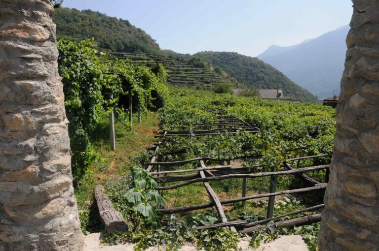 Torino, convegno sui vitigni terrazzati del Mombarone