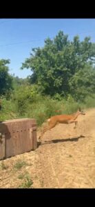 Moncalieri, liberata una femmina di capriolo