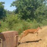 Moncalieri, liberata una femmina di capriolo