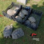 Alice Castello, i carabinieri del Cites sequestrano 13 tartarughe di specie protetta