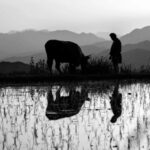 VISTI O RIVISTI PER VOI. “BLACK OX” di Tsuta Tetsuichiro