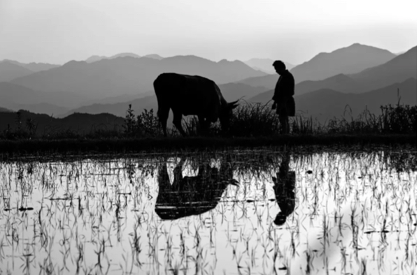 VISTI O RIVISTI PER VOI. “BLACK OX” di Tsuta Tetsuichiro