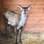 Bardonecchia, il cervo ferito è tornato a correre nei boschi