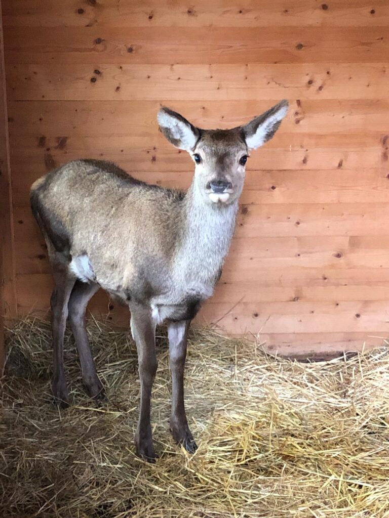 Bardonecchia, il cervo ferito è tornato a correre nei boschi